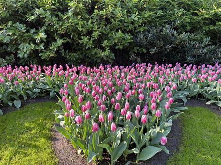 キューケンホフ公園の写真