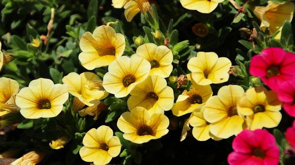 Photo, petunia, tsubukane morning glory, punching the root of the face of yan, 
