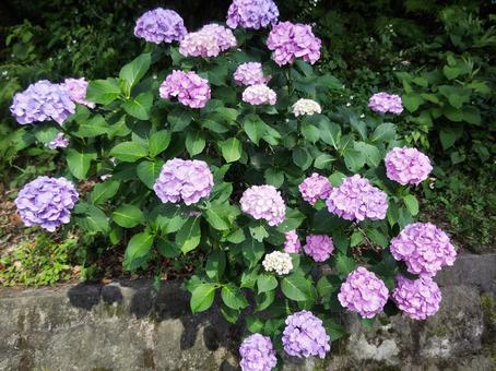アジサイ(紫陽花)と石垣 アジサイ(紫陽花)と石垣の写真