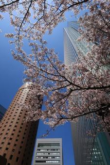 大阪丸ビル 桜 染井吉野 青空 高層ビル 大阪丸ビル 桜 染井吉野 青空 高層ビルの写真