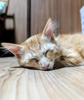 眠る茶トラの子猫の顔 眠る茶トラの子猫の顔 眠る,茶トラ,子猫の写真素材