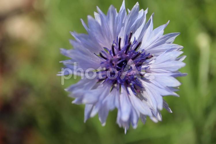 ヤグルマギクの紫の花 ヤグルマギク,花,水色の写真素材