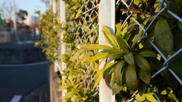 街角の植え込み 街角の植え込みの写真