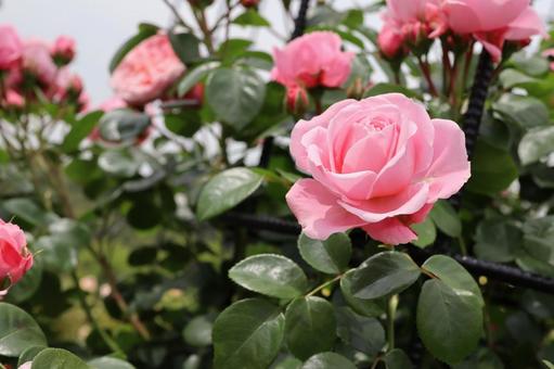バラ園に咲くピンクの薔薇を撮りましたの写真