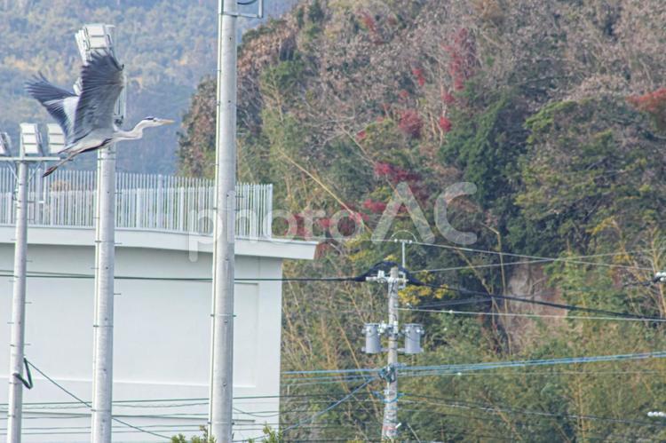 羽根が奏でる風の音 枕崎,鹿児島,鳥の写真素材