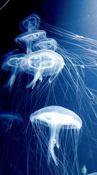 クラゲの大群 クラゲ,幻想的,水族館の写真素材