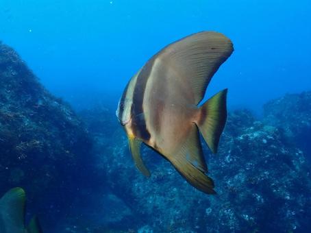 伊豆大島のツバメウオ 伊豆大島のツバメウオ ツバメウオ,魚,伊豆大島の写真素材