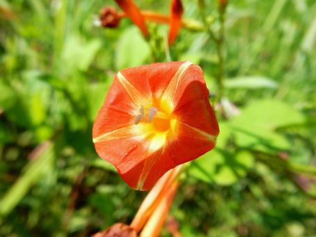 【花の写真】 マルバルコウソウ 【花の写真】 マルバルコウソウ マルバルコウソウ,丸葉縷紅草,花の写真素材