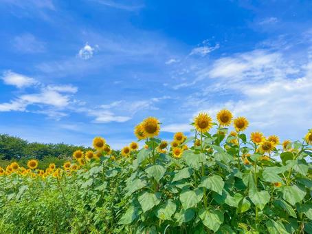 Sunflower, JPG Sunflower, JPG