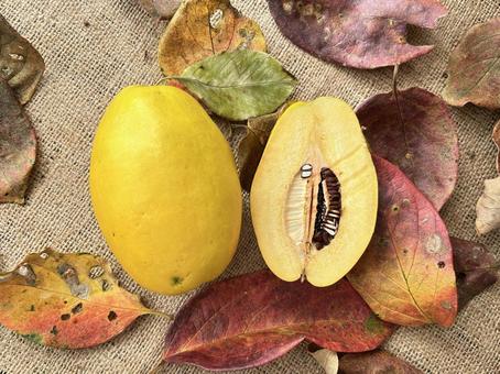 かりん かりん,フルーツ,果実の写真素材