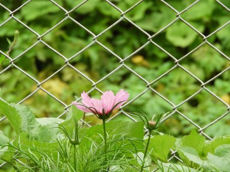コスモス コスモス 自然,植物,コスモスの写真素材