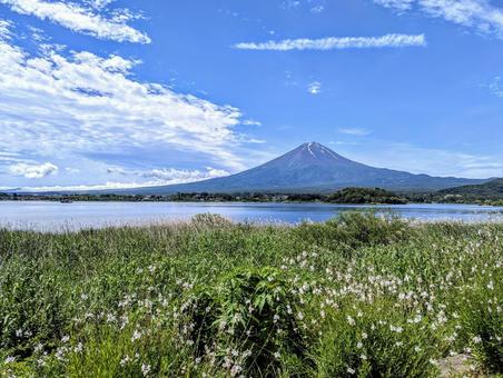 夏の河口湖畔 夏の河口湖畔 富士山,河口湖,空の写真素材