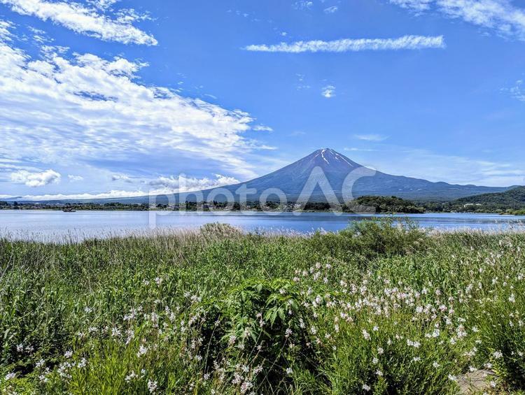 夏の河口湖畔 富士山,河口湖,空の写真素材
