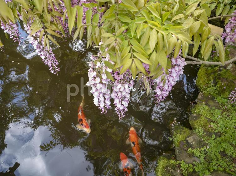藤の花と泳ぐ鯉 藤の花,鯉,きれいの写真素材
