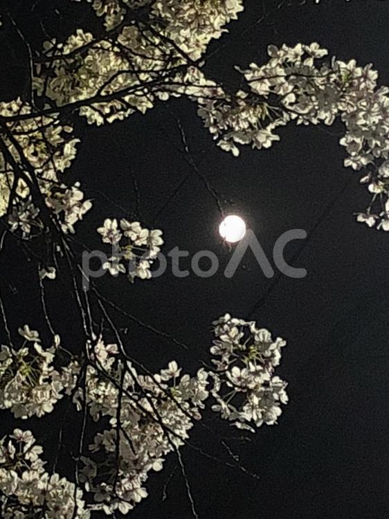 桜と満月 花,木,自然の写真素材