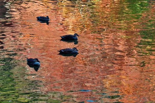紅葉が映り込む池の水面とカモ カモ,水面,池の写真素材