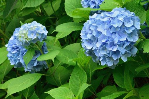 紫陽花の写真