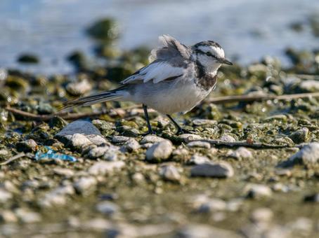 水辺を歩くハクセキレイの写真