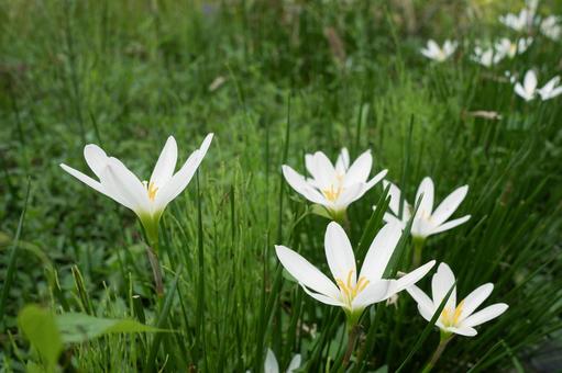 タマスダレ タマスダレ,ゼフィランサス,植物の写真素材