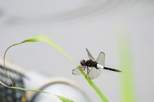 Photo, dragonfly, pseudothemis dragonfly, insect, 
