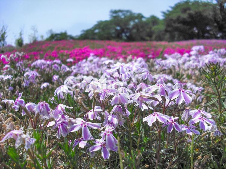 ピンクの芝桜　花畑 芝桜,ピンク,花の写真素材