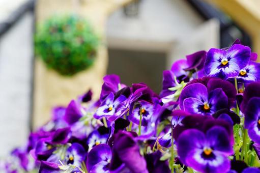 紫のパンジー 紫のパンジーの写真