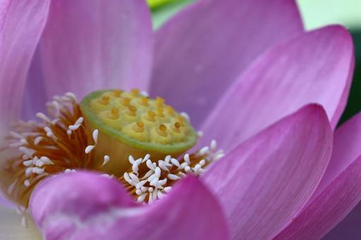 神聖な花 神聖な花 ハス,花,ハス科の植物の写真素材