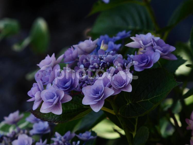 額紫陽花　ガクアジサイ　紫系 額紫陽花,ガクアジサイ,紫系の写真素材