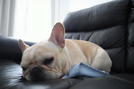 フレンチブルドックの写真