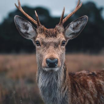 カメラを見つめる可愛い鹿 カメラを見つめる可愛い鹿の写真
