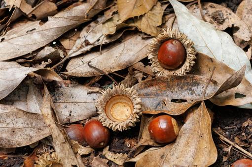秋の公園で落ちていたどんぐり 秋の公園で落ちていたどんぐり 秋,どんぐり,ドングリの写真素材