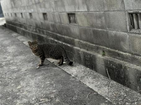 猫① 猫①の写真