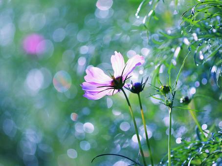 美しい緑の中のコスモス 美しい緑の中のコスモス コスモス,秋,花の写真素材