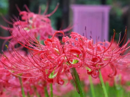 雨に濡れる彼岸花のクローズアップ 雨に濡れる彼岸花のクローズアップ 彼岸花,花,雨の写真素材