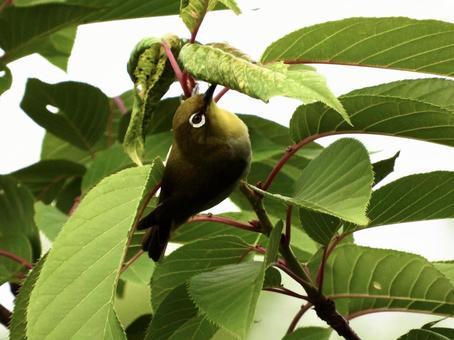 A Japanese white-eye clinging to a branch, JPG