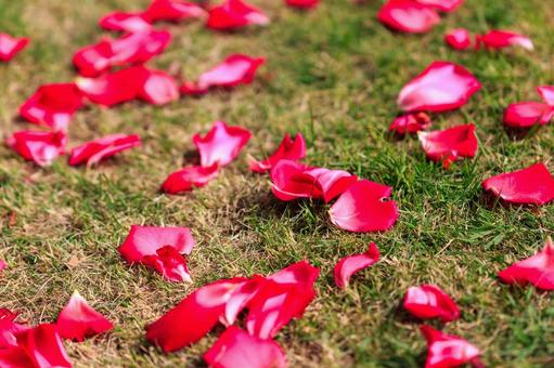 薔薇の花弁 薔薇の花弁の写真