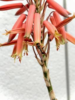 Photo, asianigakubi, aloe, insect, 