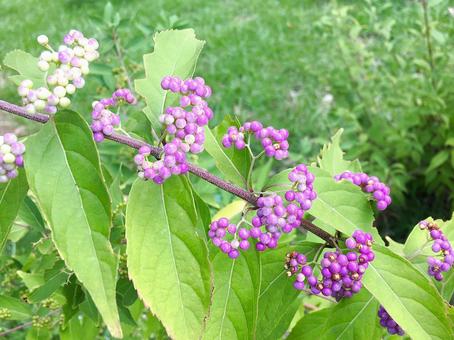 植物 コムラサキ 植物 コムラサキ コムラサキ,植物,実の写真素材