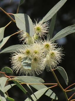 ユーカリの花a ユーカリの花,ユーカリ,白い花の写真素材
