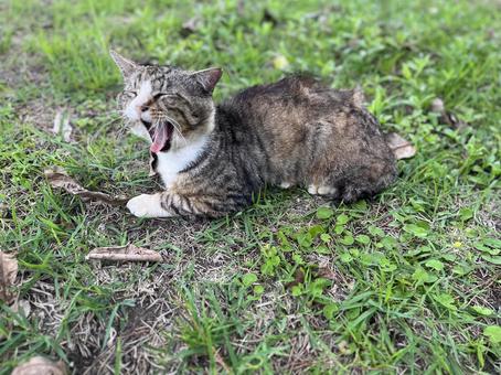 Stray cat yawning loudly, JPG