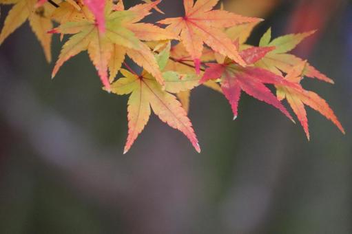京都の紅葉したモミジ 1 京都の紅葉したモミジ 1 モミジ,紅葉,秋の写真素材