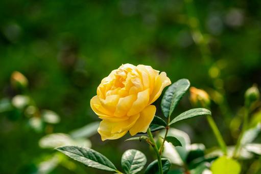 秋のバラ⑴ 秋のバラ⑴ 花,バラ,秋の写真素材
