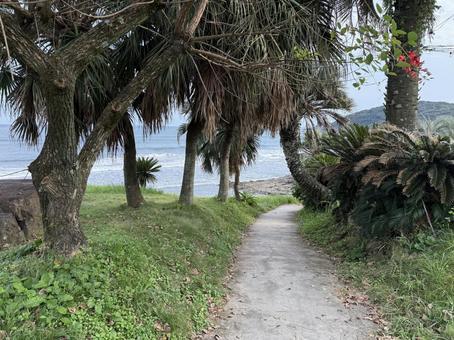 金ヶ浜への道の写真