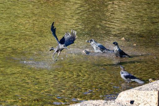 カラスの水浴び⑻ カラスの水浴び⑻ 鳥,野鳥,カラスの写真素材