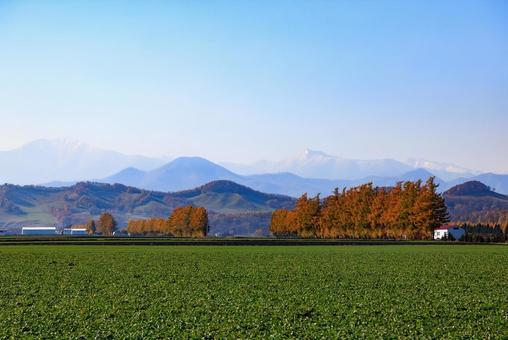 カラ松の紅葉 カラマツ,防風林,紅葉の写真素材