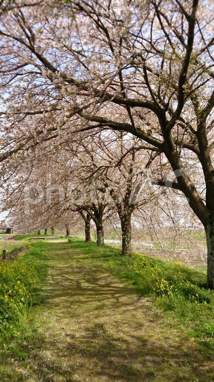 桜並木 堤防,春,景色の写真素材