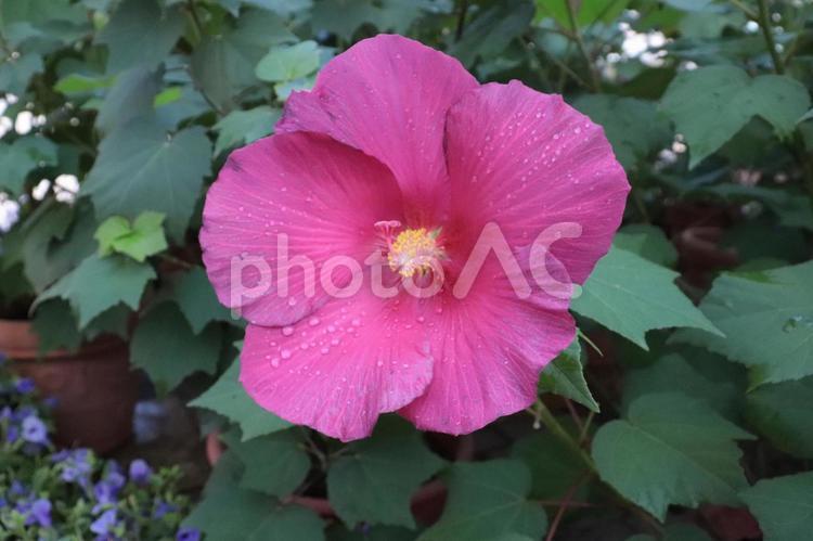 水もしたたるハイビスカス ハイビスカス,ピンク,あしかがフラワーパークの写真素材