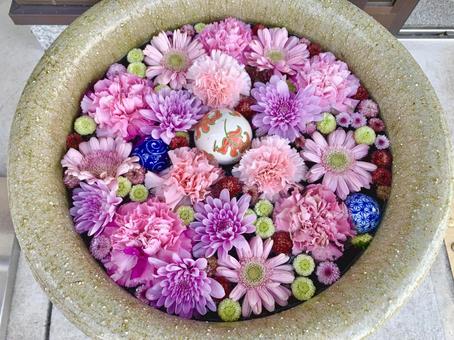 色鮮やかな花手水42 花手水,はなちょうず,手水舎の写真素材