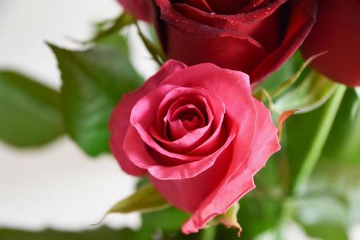 Photo, pink, rose, roses, 