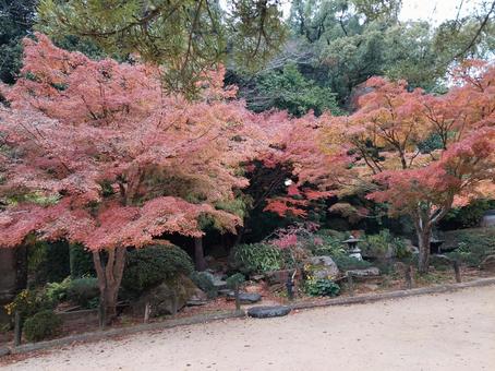 紅葉 紅葉 紅葉,もみじ,風景の写真素材